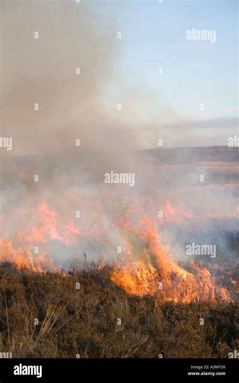 Controlled Heather Burning On Moorland April Husbandry Of The Grouse