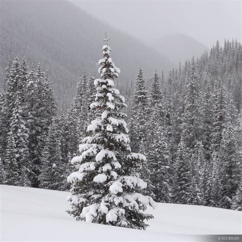 Snowy Tree San Juan Mountains Colorado Mountain Photography By