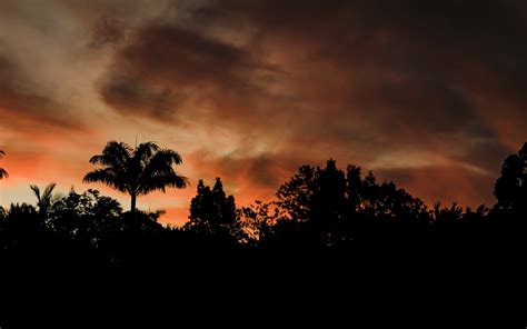 Download 3840x2400 Silhouette Tree Nature Cloudy Day Sunset 4k