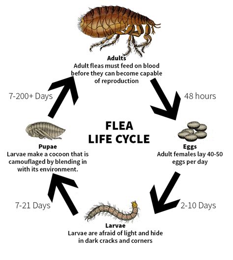 Because most companies understand the different product life cycle stages, and that the products they sell all have a limited lifespan, the majority of them will invest heavily in new product development in order to make. How to Get rid of Fleas - ZappBug