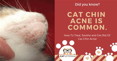 Im not sure what to do with him the other day i found him on the back of the couch bleeding pretty bad when i. How Do You Get Rid of Cat Acne? (Treatments, Causes ...