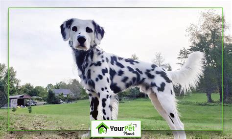 Everything You Need To Know About Long Haired Dalmatians