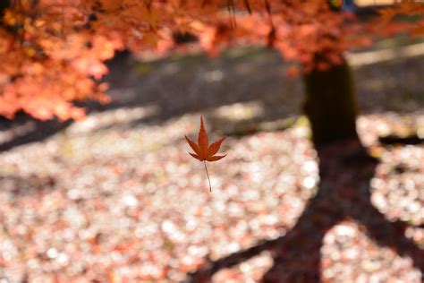 Wallpaper Nature Branch Blossom Kyoto Tree Autumn Leaf Maple