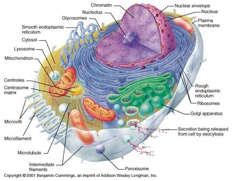 As mentioned above, animal and plant cells both utilize cellular respiration for the conversion of carbohydrates to usable atp, but animal cells contain centrioles, cilia and lysosomes, which help in organizing microtubules for cell division, aid in cell mobility, and digest macromolecules, respectively. Animal Cell | Biology | Pinterest
