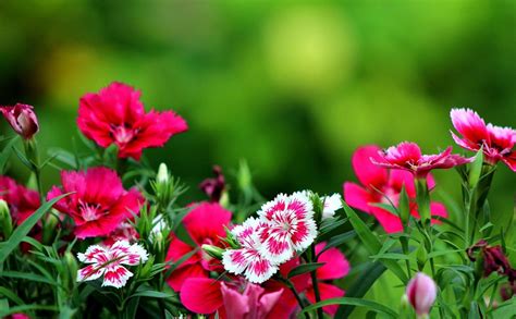 Pictures Of Flowers For Desktop Backgrounds Wallpaper Cave