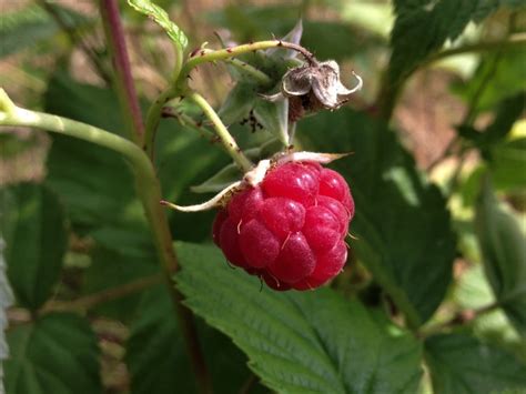 Red raspberry plant growing instruction & requirement red raspberry plant info: Wild Raspberry, Hindberry, Raspis, Rubus idaeus