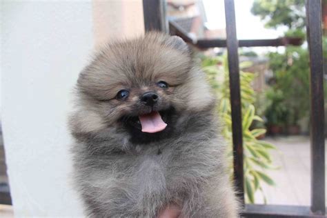 The truth regarding miniature pomeranians. LovelyPuppy: 20131023 Sable Color Mini Pomeranian Puppy