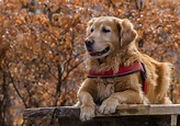 The 11 Best Large Dog Breeds for Families | CanineWeekly.com
