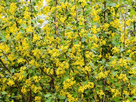 Golden Currant Plant Guide