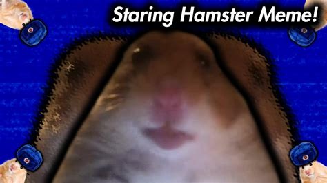Tiktok Hamster Pfp Funny Pfp Hamster Pictures Of The Day 24 July
