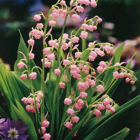 Pink Lily Of The Valley Convallaria Majalis Var Rosea Flowering