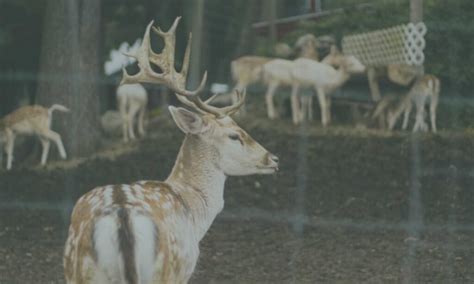 How Long Do Deer Live Deer Habits