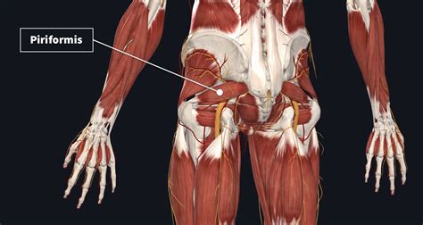 Innervation And Arterial Supply Of The Piriformis Complete Anatomy