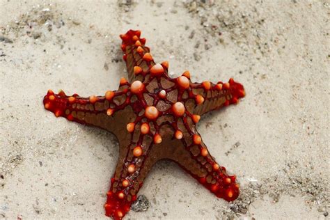 Red Knobbed Starfish Photo By George Hodan Starfish Ocean Creatures