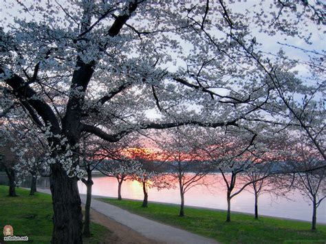 Cherry Blossom Sunset