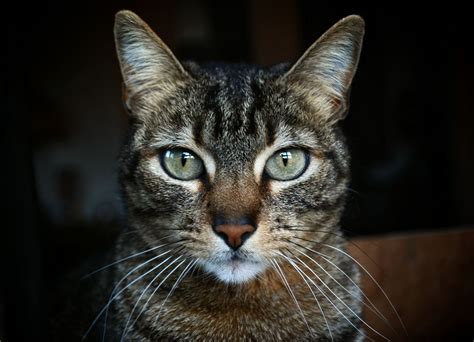 Cats 101 Tabby Cats 10 Interesting Facts About Tabby