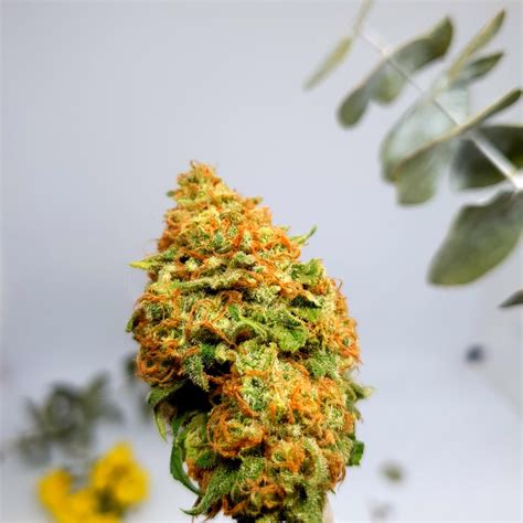 Chem 91 Strain Review What Are The Effects Of Chem 91