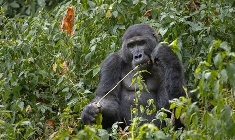 Mountain Gorilla Habitat Uganda Safari Gorilla Tours
