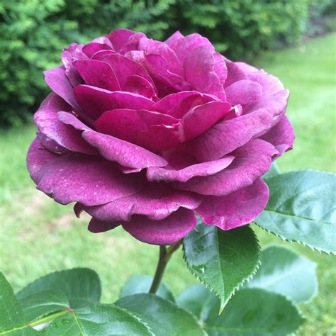 Rosa Ebb Tide Floribunda Rose Ebb Tide In Gardentags Plant