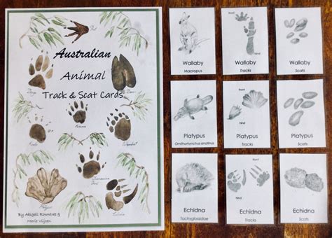 Identification Cards Australian Animal Track And Scat Cards