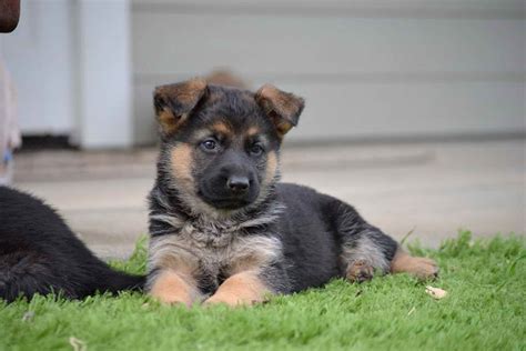 German Shepherd Puppies Under 100 Dollars Petsidi
