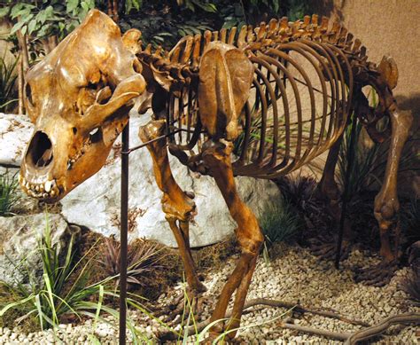 Ursus Spelaeus Cave Bear Pleistocene France 2 Flickr