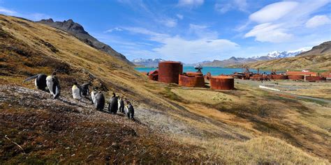 South Georgia Islands Facts Antarctica Hurtigruten Expeditions
