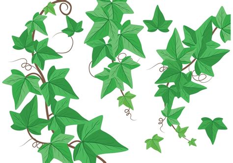 The Best Free Ivy Vector Images Download From 166 Free
