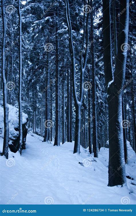 A Snow Covered Path In A Dark Forest Stock Photo Image Of Darkness