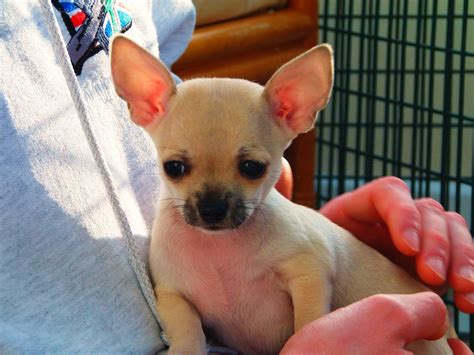 This breed seems always excited about something. Cute Chihuahua puppies for sale! | Badminton, Somerset | Pets4Homes