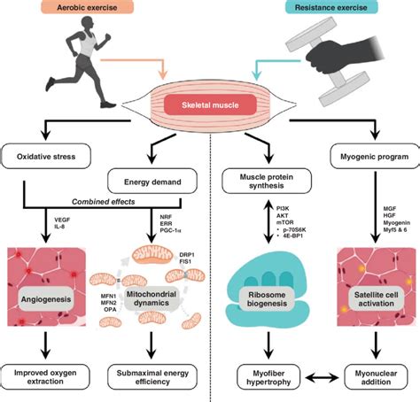 This Figure Illustrates Key Skeletal Muscle Adaptations To Aerobic And Download Scientific
