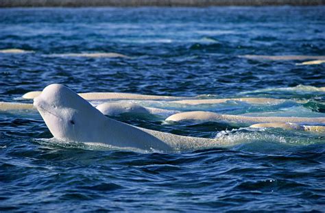 Beluga Whale Wallpaper 47 Pictures