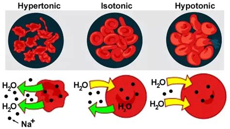 The cell (or tissue) is placed in a solution that is hypertonic (has more. What is an isotonic solution and how does it affect a cell ...