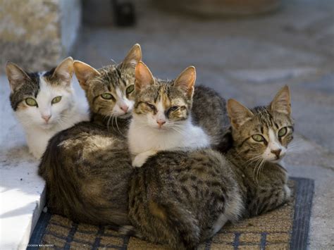 group   kittens sit   mat domestic cat hd widescreen wallpapers