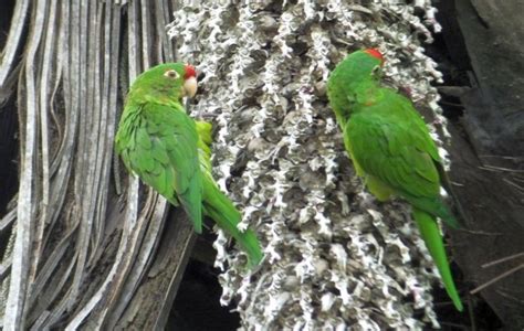 Parrots In My Costa Rican Neighborhood 10000 Birds