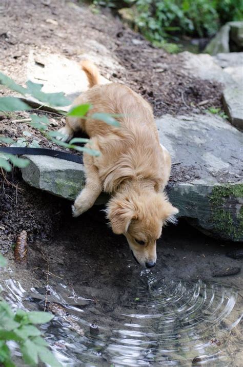 Puppy Drinking Water From Lagoon In The Forest Stock Photo Image Of