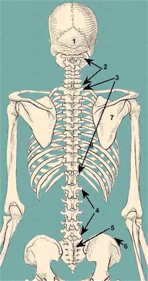 Скелет человека спина. Позвоночниа. Череп спина трохлеарис. Спина скелет КАС. Плавающие кости спина.