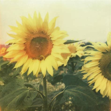 Sunflowers The Happiest Flowers In The World Katherine Lightner