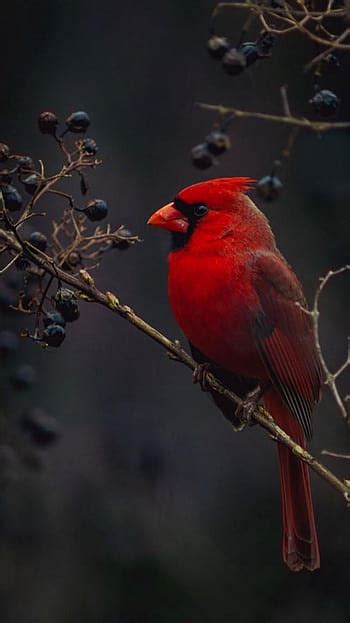 Cardinal Bird New Tab Red Bird Hd Wallpaper Pxfuel