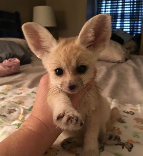 New classified £10 for sale. Fennec Fox Animals For Sale | South Hurstbourne Parkway ...