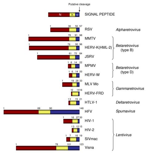 Domain Organization Of Sps Of Selected Retroviruses The Tripartite