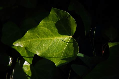 Sunlight On Veined Green Ivy Leaf Free Stock Photo Public Domain Pictures