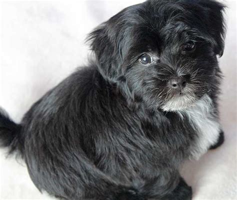 Havachon Puppy For Sale Heavenly Puppies