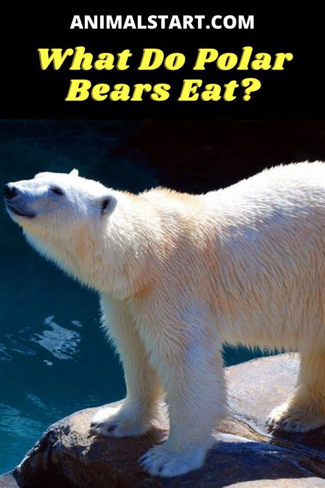 What Do Polar Bears Eat Polar Bear Diet And Eating Habits Polar Bear
