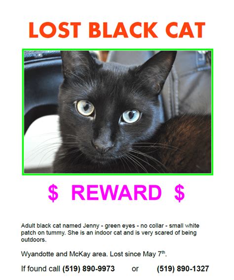 Please Keep An Eye Out For My Missing Black Cat Area Between The University And Downtown