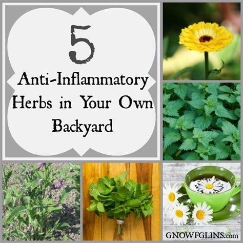 5 Anti Inflammatory Herbs In Your Own Backyard Whole Intentions