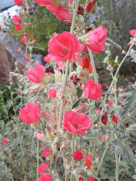 Check spelling or type a new query. Sphaeralcea ambigua 'Louis Hamilton' - Linda Vista Native ...