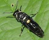 A Black Wasp Images
