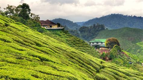 Search about cameron highlands now! (2020) 7D6N Malaysia Tour (Kuala Lumpur City, Cameron ...