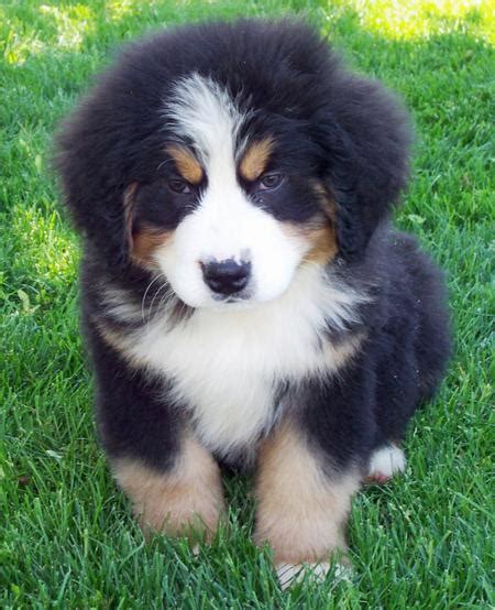 Ryder The Bernese Mountain Dog Puppies Daily Puppy